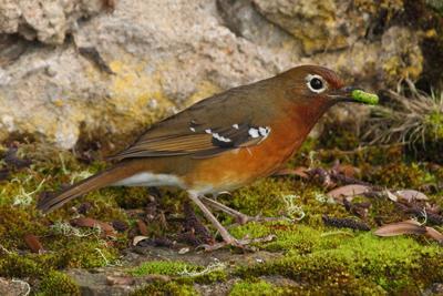 Abyssinian Ground Thrush; The