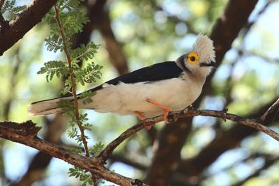 May 2014 White-crested