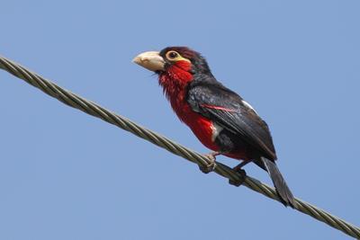 Double-toothed Barbet;