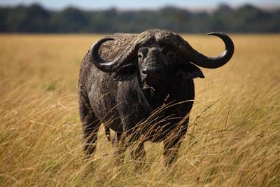 2014 Cape Buffalo; 