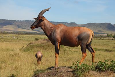 Topi; Masai Mara, 20