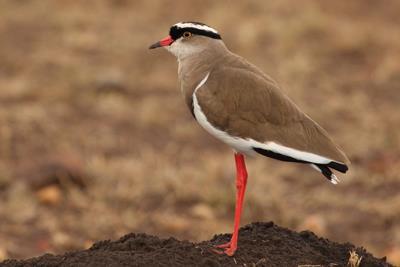 Crowned Plover;