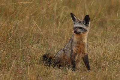 Bat-eared Fox; Masai