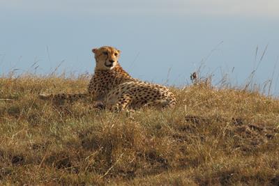 Cheetah; Masai