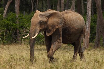 African Elephant;