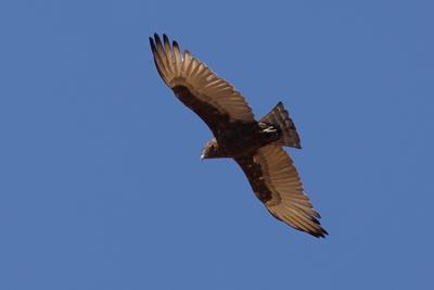 Brown Snake Eagle;