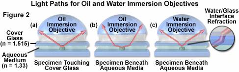 Oil immersion objectives can have