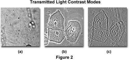 Contrast Unstained biological specimens usually have low contrast in bright field images Phase contrast and differential