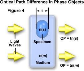Optical Path Difference OPD=t(n(s)-n(m)) Phase Difference δ = (2π/λ)(OPD) Optical path differences in