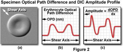 Phase and DIC Phase: intensity based on optical path variation- high OPD=dark, low OPD=light DIC: intensity variation based on