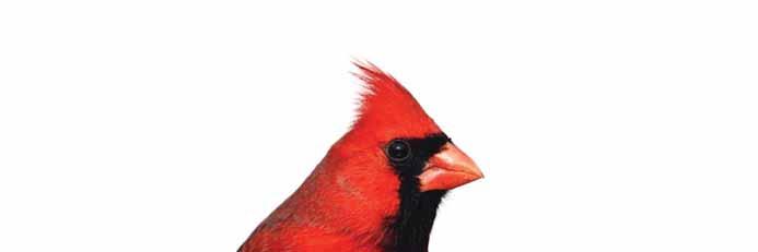 SONGBIRD DELUXE Songbird is