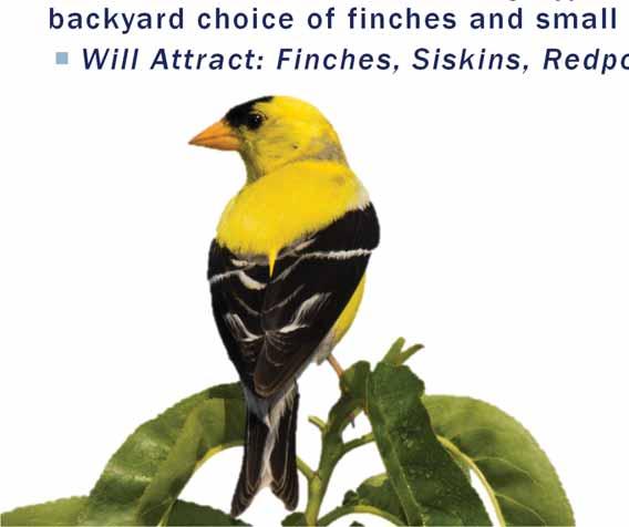 finches and small birds in your neighborhood.