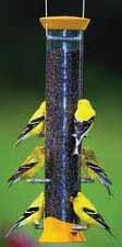 finches such as Goldfinches, Redpolls and Pine