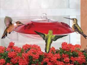 HUMMINGBIRD FEEDERS Feeder Facts- Maintaining a backyard hummingbird feeder can help provide the birds with nectar critical to their survival, especially during the fall when they need to double