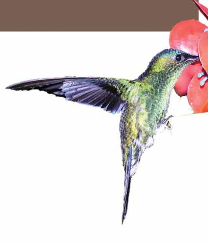 HUMMINGBIRD SAFEGUARDS NEVER use honey Honey promotes the growth of harmful bacteria, or artificial sweeteners Also avoid red food coloring The coloring in commercial nectars is safe Instead of one