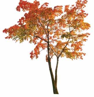 HABITAT - TREES Maple Attracts Grosbeaks, pine siskin,