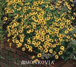 Provides seeds Goldsturm old-stand by Black-eyed