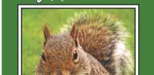 Wildlife Mix Squirrels: If you can