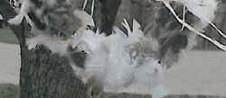 Cedar Wren House Provide Nest Boxes Songbird