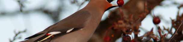 Crabapple Attracts: robins, bluebirds,