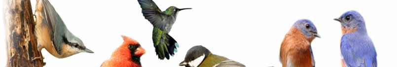 Bird Feeding Basics Did you know that over 100 North American bird species supplement their natural diets with birdseed, suet, fruit and nectar