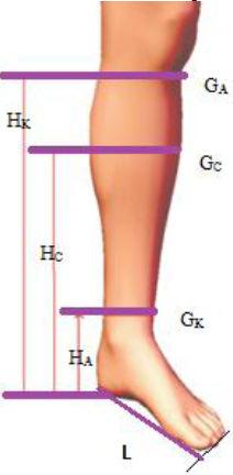 Bul. Inst. Polit. Iaşi, t. LX (LXIV), f. 1-4, 2014 49 anthropometrical parameters that characterize the foot, the ankle, the calf and the knee (Fig.