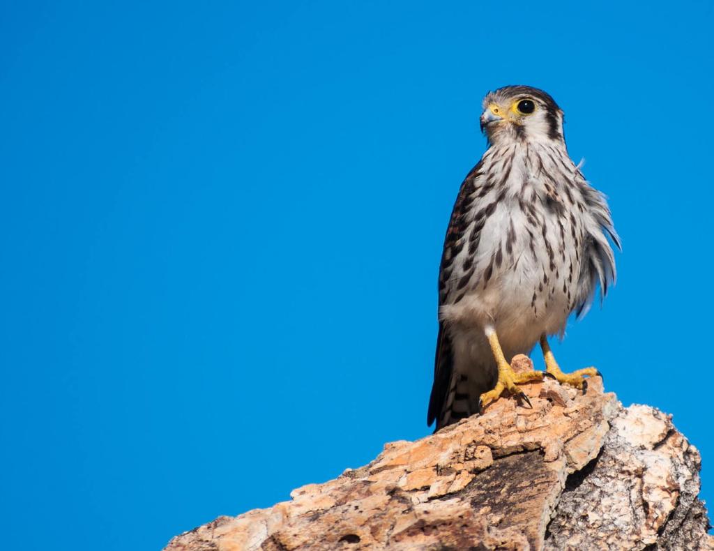 The American Kestrel: Our Familiar Falcon If you see a small falcon riding the wind over a grassy field or surveying the landscape from a high perch, it is probably the American Kestrel.