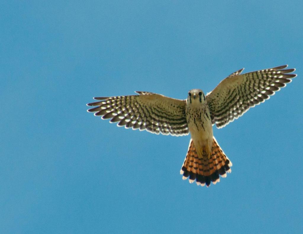 The kestrel lives on St. Martin year-round, and our local population belongs to the Caribbean subspecies caribaearum. They nest in cavities, but do not make the cavities themselves.