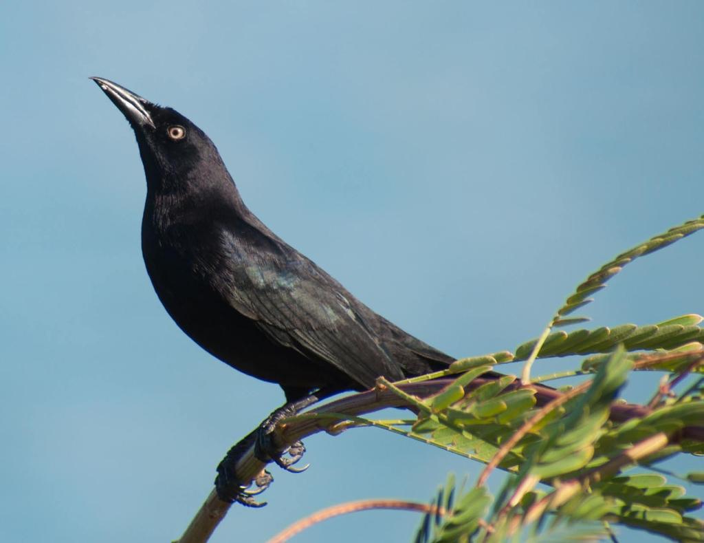 The Carib Grackle Found a Home on St. Martin The Carib Grackle, also known as the Lesser Antillean Grackle, or locally as the blackbird, is a common sight on St. Martin today.