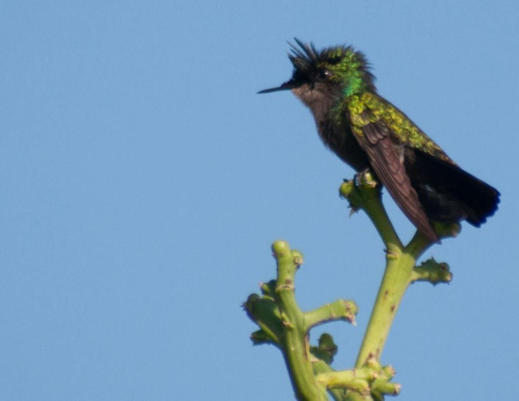 Of course, this bird is the Antillean Crested Hummingbird.