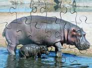 Hippopotamus,