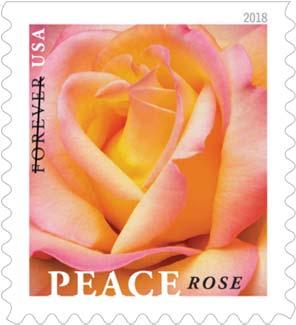 Peace Rose Peace Rose celebrates one of the most popular roses of all time.