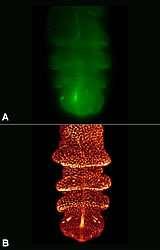 Why use Confocal Imaging The detector in a confocal microscope is a point detector and only sees one point in the specimen at a time.