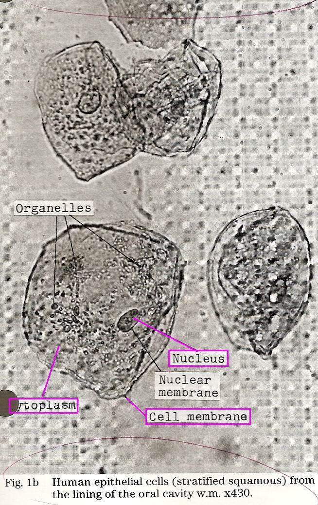 identify the nucleus, cytoplasm,