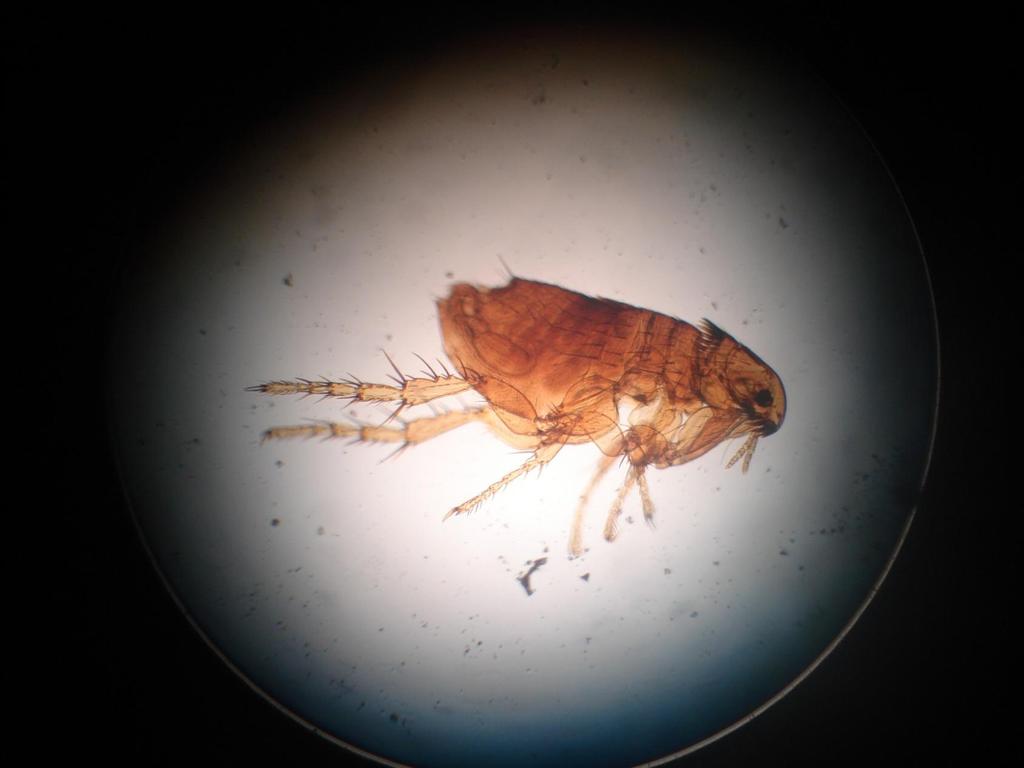 Calculate the diameter of the field of view occupied by the flea.