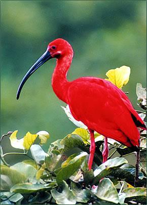 the Scarlet Ibis Background, Con t: The Bird Itself Native of the South American tropics The scarlet ibis is vivid red but loses its color if it doesn t eat the proper