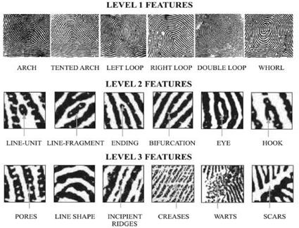 International Journal of Scientific & Engineering Research, Volume 5, Issue 1, January-2014 291 because of the well known fingerprint distinctiveness, persistence, ease of acquisition and high