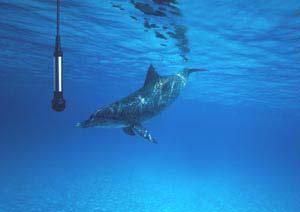 speech air pressure, marine mammals water