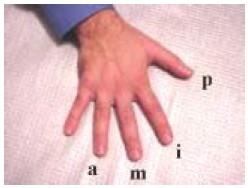 Degetele mâinii drepte (cu două variante). Arătător 1 Mijlociu 2 Inelar Deget mic Degetul mare - p (+) Arătător - Index i (.) Mijlociu - m (..) Inelar - a (...) 1.5.