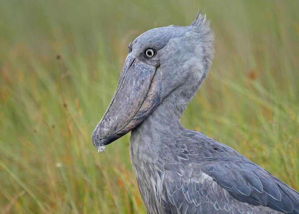 Once again we enjoyed up close and personal views of the totally unique Shoebill at Mabamba Swamp during our