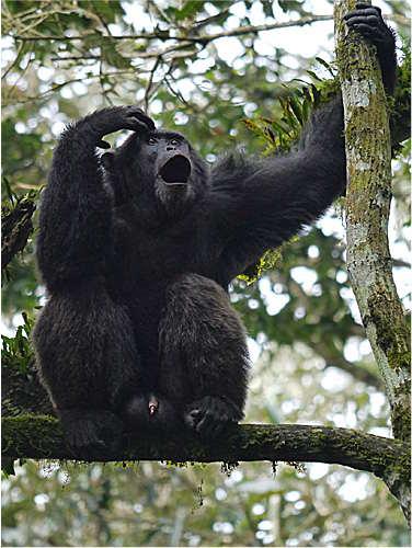 primates in particular with Eastern Gorilla and Chimpanzee at the top of the list.