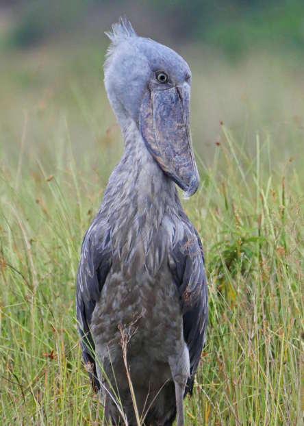 unique Shoebill. Along the roadside we paused for a Western Banded Snake Eagle but we were keen to get on to our destination while it was still early.