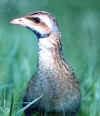 DAY SIX Thursday 13 May Dobarz Early morning walk ( 5 am) Common Crane (3) Dluj Lyuki; Aquatic Warbler site ( 6 to 7 am) Aquatic Warbler (1), Sedge Warbler, Robin, Blackbird, Savi s Warbler (h),