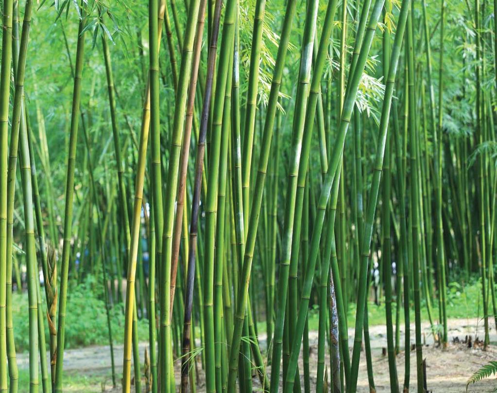 Bamboo is a tall grass.