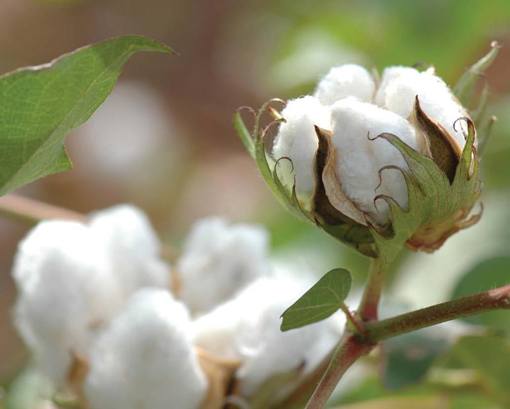 Cotton bolls open up when the