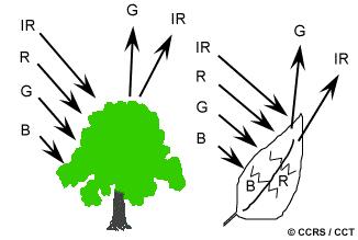 Why are leaves green? Remember: an object has a reflectance function Chlorophyll absorbs radiation in red and blue wavelengths but reflects green wavelengths.