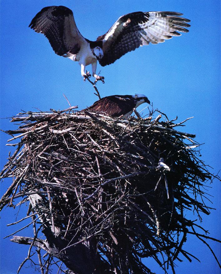 Bird s Nest