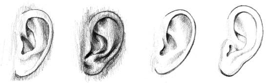 Ears Ears are unique to each person and are a characteristic feature for identification.
