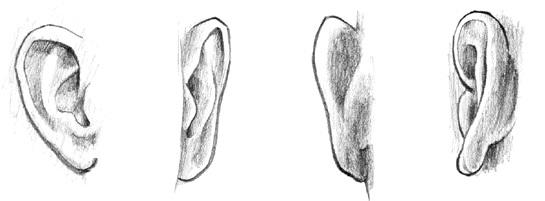 Direct Views of the Ears Ears have distinct edges and also subtle contours. The deepest, most recessed parts are shadowed and dark.