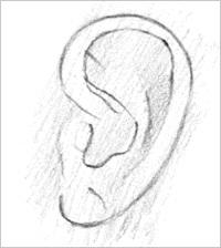3 Sketch the Outer Folds Sketch the folds and edges that are closest to the outer form of the ear.